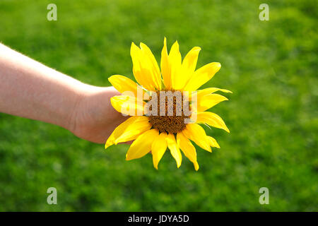 Kleines Mädchen hält schöne Sonnenblume in die Kamera Stockfoto