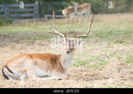 Rehe gesichtet / Chital (Axis Axis) sitzen auf dem Feld Stockfoto