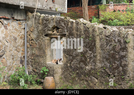 Schildpatt Katze sitzt auf dem Fenster der Ruinen in der Cat-Dorf von Houtong, Taiwan. Stockfoto