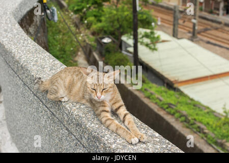 Tabby Katze liegend auf der Steinmauer im Dorf Katze Houtong, Taiwan. Stockfoto