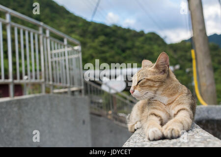 Tabby Katze liegend auf der Steinmauer im Dorf Katze Houtong, Taiwan. Stockfoto