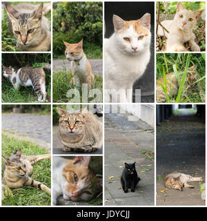 Tabby Katze liegend auf dem Rasen des im Freien in der Cat-Dorf von Houtong, Taiwan. Stockfoto