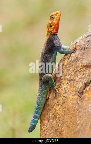 Männliche Regenbogen Agama (Agama Agama) in hellen Zucht Farben, Amboseli Nationalpark, Kenia Stockfoto