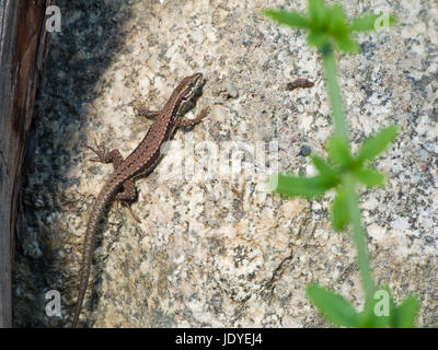 Ganzkörperansicht Einer Mauereidechse (Podarcis Muralis) Sitsch Auf Granitgestein Wärmend; Fundort: Südtirol Bei Meran Stockfoto