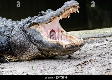 Holz Storch in den Baumwipfeln seine Flügel ausbreitet, selbst in der warmen Sonne zu wärmen. Genommen in den Steingarten der St. Augustine Alligator Farm Stockfoto