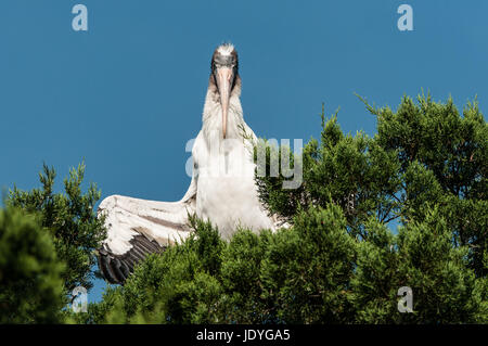 Holz Storch in den Baumwipfeln seine Flügel ausbreitet, selbst in der warmen Sonne zu wärmen. Genommen in den Steingarten der St. Augustine Alligator Farm Stockfoto