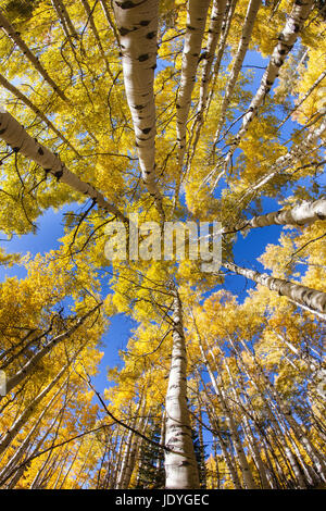 Blick hinauf in einen Wald aus bunten Espe Bäume im Herbst mit Weitwinkel-Objektiv aufgenommen. Stockfoto