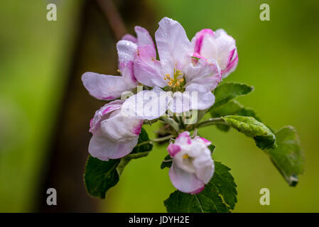 Granny Smith Apfelblüten an einem regnerischen Tag Stockfoto