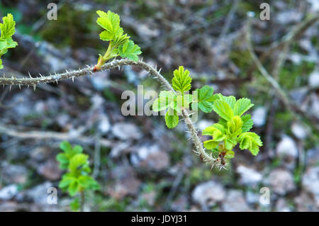 Hüften, Zweige, Blätter, Frühling, Blüte, Knospen sind Schwellungen Stockfoto