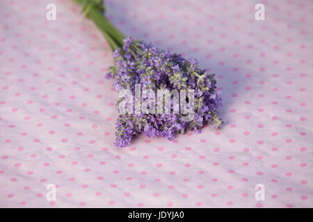 Reihe von Lavendel auf einem rosa dottet Stockfoto