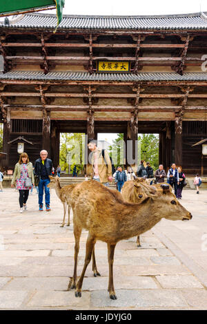 Hirsch auf das große Südtor Nandaimon. Todai-Ji, östlichen großen Tempel Stockfoto