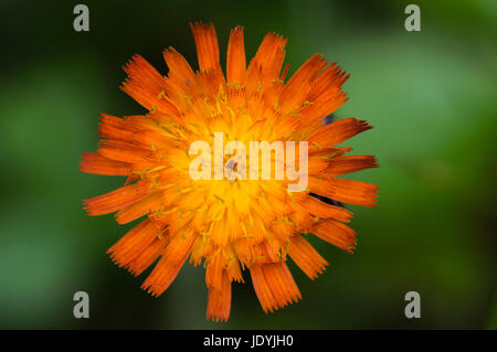 Nahaufnahme Schuss Habichtskraut oder Habichtskräuter, eine invasive orange wilde Sonnenblumen Schuss im Wildnisgebiet Dolly Grassoden in Tucker County, West Virginia. Stockfoto