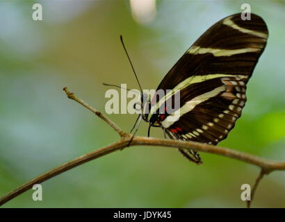 Zebra Longwing Schmetterling ruht auf einem Ast Stockfoto