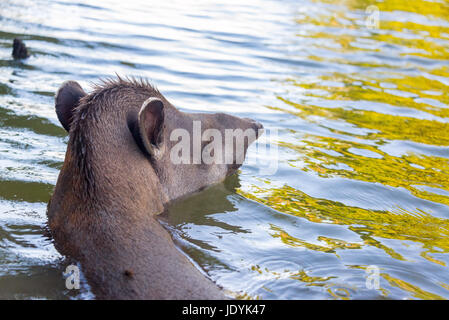 Brasilianische Tapir, Schwimmen in einem See im Madidi Nationalpark im Amazonas-Regenwald in Bolivien Stockfoto