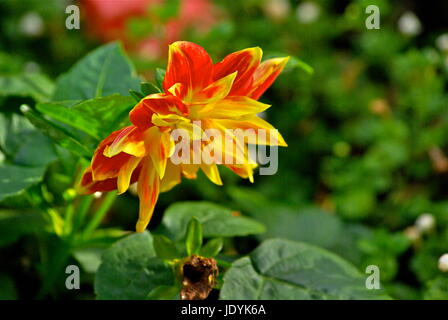 Sonnig gelbe Blume Stockfoto