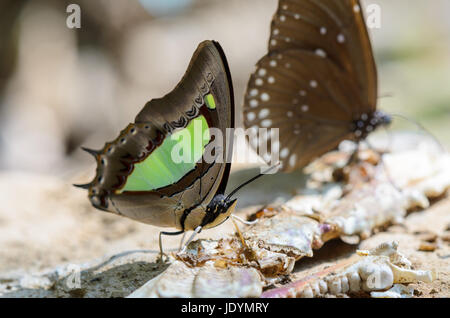 Gemeinsamen Nawab Schmetterling (Polyura Athamas) mit grünen Flecken auf Flügeln Fütterung auf dem Boden Stockfoto