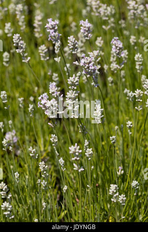 Juni Blüten und Blätter der strauchartigen englischer Lavendel, Lavandula Angustifolia 'Rosea' Stockfoto