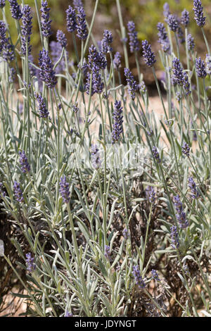 Juni Blüten und Blätter der strauchartigen, silbrigen dunkelblättrige, Hybrid-Lavendel, Lavandula X chaytoriae "Silber Nebel" Stockfoto