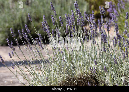 Juni Blüten und Blätter der strauchartigen, silbrigen dunkelblättrige, Hybrid-Lavendel, Lavandula X chaytoriae "Silber Nebel" Stockfoto