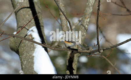 Tufted Meise (Baeolophus bicolor) thront auf einem Ast eines Ahorns im winter Stockfoto