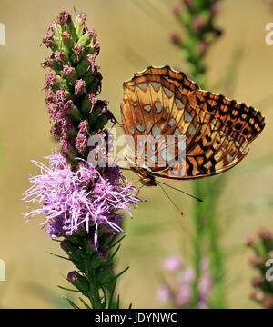 Eine große Spangled Fritillary Schmetterling (speyeria Cybele) Bestäubung Blazing Star (Liatris spicata) in Neu England zu beständigen Garten Stockfoto