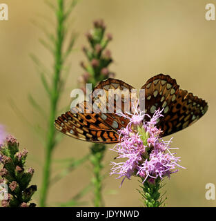 Eine große Spangled Fritillary Schmetterling (speyeria Cybele) Bestäubung Blazing Star (Liatris spicata) in Neu England zu beständigen Garten Stockfoto