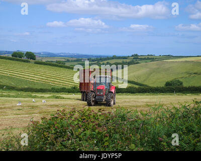 Roter Traktor und Anhänger mit frisch gemähten Grases im Bereich unter attraktiven Süden Devonshire Landschaft, Devon, England, UK Stockfoto