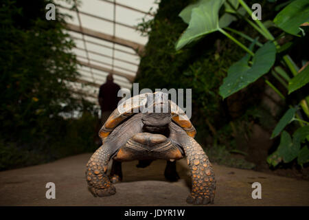 Gelbe Footed Amazon Schildkröte, Geochelone Verbreitungsgebiet, auf den Garten Stockfoto