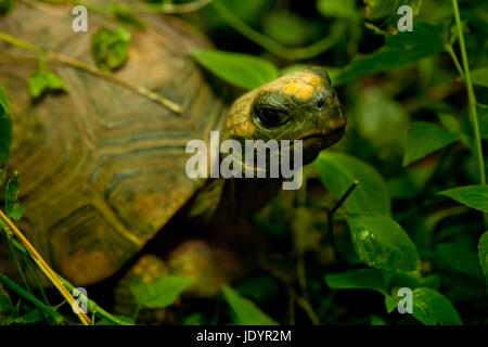 Gelbe Footed Amazon Schildkröte, Geochelone Verbreitungsgebiet Stockfoto