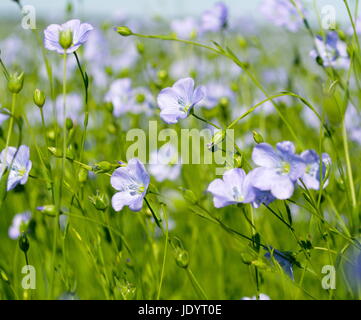 blaue Blumen von Flachs in einem großen Feld Stockfoto