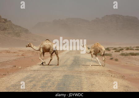 ein Sandsturm in der Landschaft der Wüste Wadi Rum in Jordanien im Nahen Osten. Stockfoto