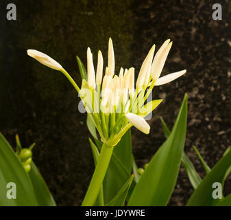Weiße Spinne Lilie Blume im Schatten eines Baumes Stockfoto