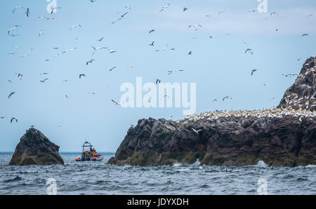 Touristen auf Seafari starren Schlauchboot Rib, Bass Rock, Erhabene, Schottland, Großbritannien, um zu sehen, tölpel von Scottish Seabird Centre, North Berwick Stockfoto