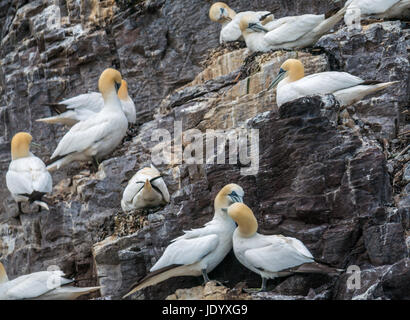 Nahaufnahme von Paaren von Northern Gannets, Morus bassanus, Nesting auf Bass Rock, Firth of Forth, Schottland, Großbritannien, größte Kolonie von Northern Gannets Stockfoto