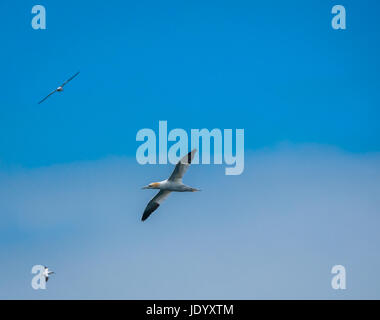 Nordbannets, Morus bassanus, fliegen gegen einen blauen Himmel, Bass Rock, Firth of Forth, Schottland, Großbritannien, am Sommertag Stockfoto