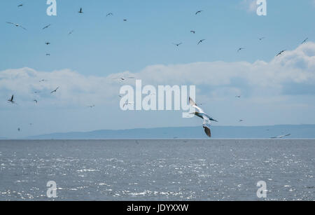 Tölpel fliegen über den Firth of Forth, Morus bassana, Schottland, Großbritannien Stockfoto