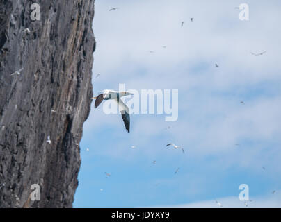 Northern Gannet, Morus bassanus, der um Bass Rock, Firth of Forth, Schottland, Großbritannien, die größte Kolonie der Northern Gannets fliegt Stockfoto