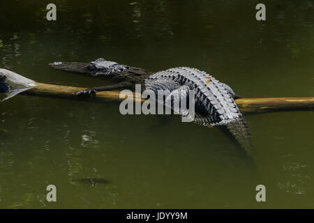 Alligator (Alligator Mississippiensis) ruhen im Wasser, Big Cypress National Preserve, Florida, USA Stockfoto