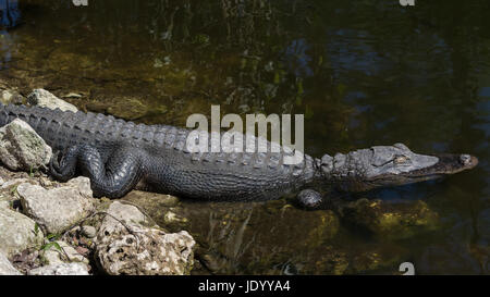 Alligator (Alligator Mississippiensis) ruhen im Wasser, Sleeping, Big Cypress National Preserve, Florida, USA Stockfoto