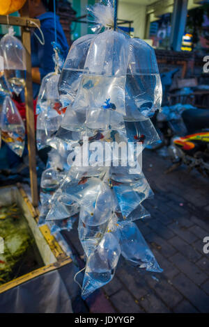 RAW von Plastiktüten, mit verschiedenen Arten von Fischen auf einem Markt in Denpasar, Bali in Indonesien. Stockfoto