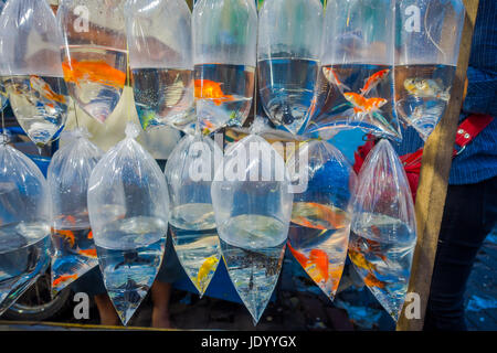 RAW von Plastiktüten, mit verschiedenen Arten von Fischen auf einem Markt in Denpasar, Bali in Indonesien. Stockfoto