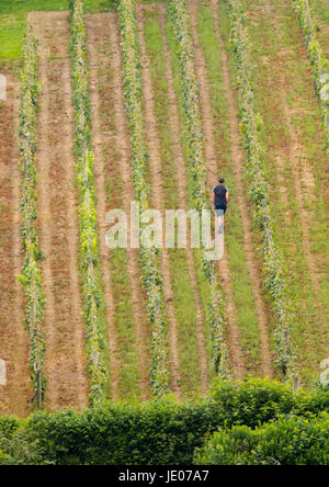 Ein Arbeiter überprüfen die Reben an einem Sommertag an der renommierten Winzern bei Camel Valley Weinberg, Bodmin, Cornwall Stockfoto