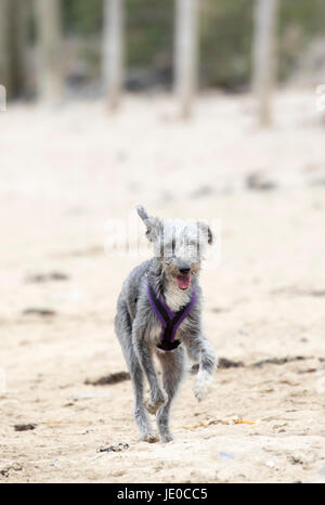 Ein Hund im Kabelbaum in Richtung der Kamera auf einem sandigen Strand von daymer Bay, Cornwall weg von der Leitung und suchen Spaß zu haben Stockfoto
