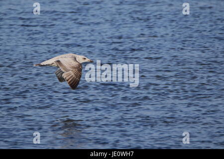 Unreife Silbermöwe im Flug über Loch Flotte; Schottland Stockfoto