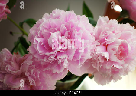 Rosa Pfingstrosen in Vase in der Mittagssonne, Strauß Blumen, Blumenstrauß weiß Blume Blüte Nahaufnahme Stockfoto