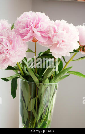 Rosa Pfingstrosen in Vase in der Mittagssonne, rosa Blumen, Frühling Konzept, Schönheit, hübsche, feminine Frühling Natur schönen hellgrauen Hintergrund Stockfoto