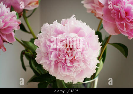 Rosa Pfingstrosen in Vase in der Mittagssonne, rosa Blumen, Frühling Konzept, Schönheit, hübsche, feminine Frühling Natur schöne Stockfoto