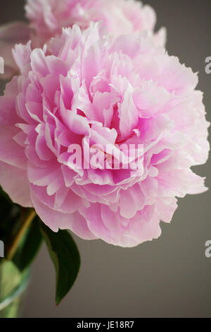 Rosa Pfingstrosen in Vase in der Mittagssonne, rosa Blumen, Frühling Konzept, Schönheit, hübsche, feminine Frühling Natur schöne Stockfoto