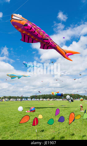 Bunte Drachen am 5. internationalen Kite Festival am 6. Juli 2014 in Twenterand, Netherlands.Most der Teilnehmer kommen aus Deutschland und Belgien. Stockfoto