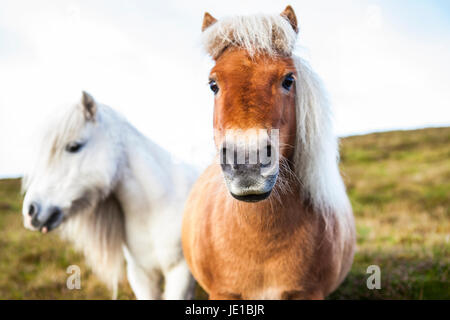 Wilde Shetland Ponys, Shetland-Inseln, Großbritannien Stockfoto